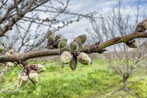 Close-up of Nonpareil almonds growing on an almond tree branch.