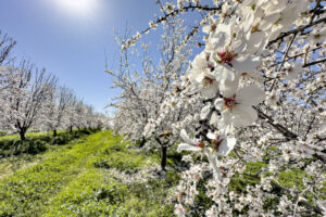 Butte Bloom in Eastern Stanislaus County