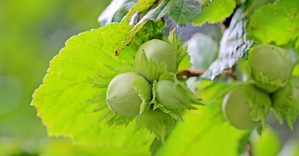 Hazelnuts in a tree