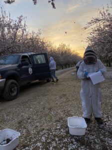 Washington State University researchers and students collect samples and perform honey bee colony health assessments in orchards near Modesto, CA. Every year more than 2 million honey bee hives from across the country are moved to California to pollinate almond trees in February. To manage bee health and the logistics of the move, many commercial beekeepers are starting to use indoor cold storage for their hives – a practice that researchers have found might also help prevent colony collapses from longer, warm autumns due to climate change. Photos by Brandon Hopkins, Washington State University.