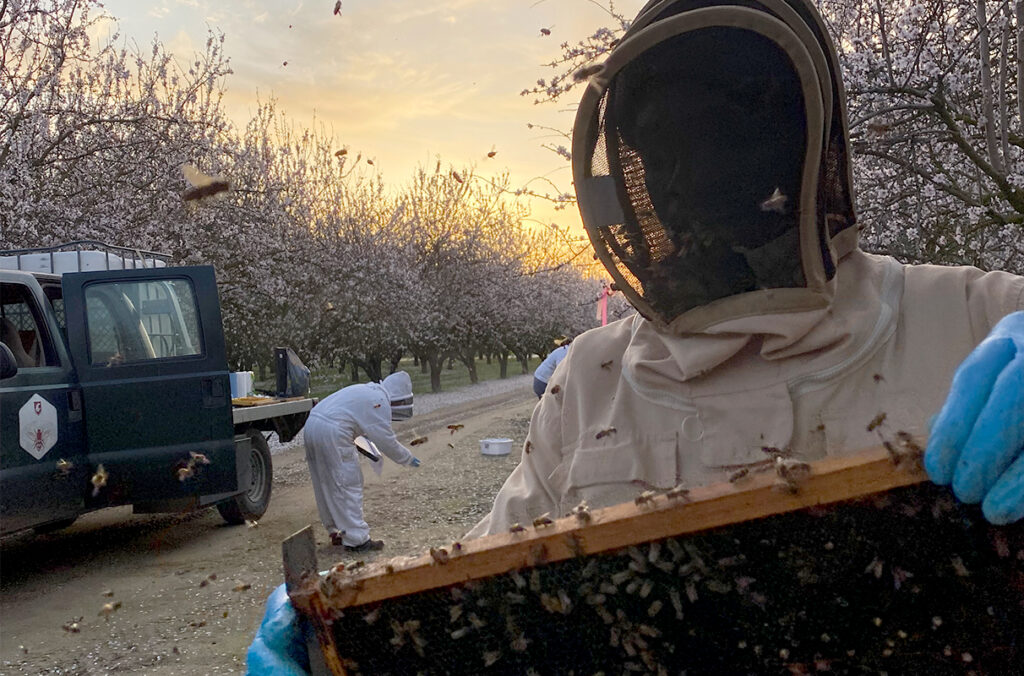 WSU researchers and students collect samples and perform honey bee colony health assessments in orchards near Modesto, CA. Photo by Brandon Hopkins