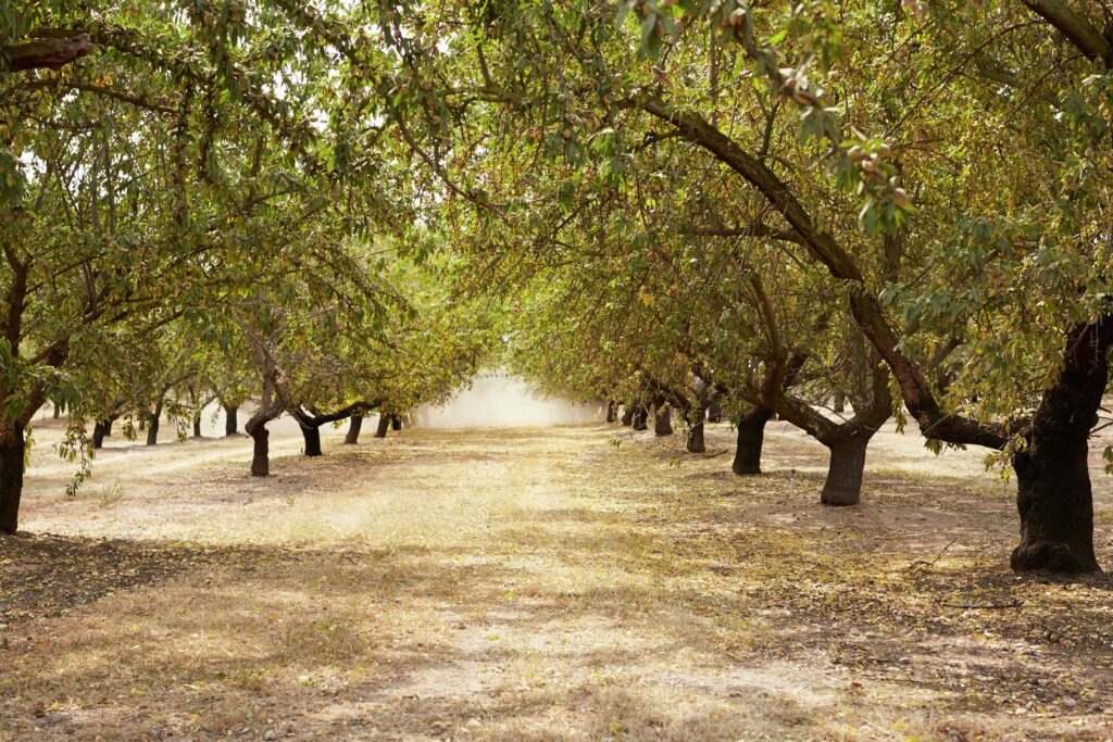 Almond orchard in California