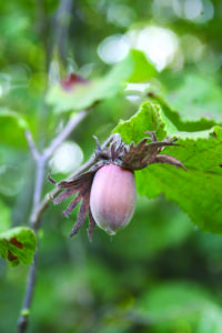 Closeup image of a hazelnut on a tree