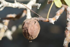 A blighted walnut fruit with the infection moving into the spur and killing buds. Photo by Themis J. Michailides, Ph.D.
