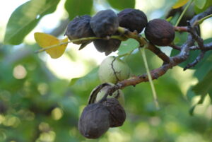 Blighted walnut fruit because of the Bot blight. Photo by Themis J. Michailides, Ph.D.