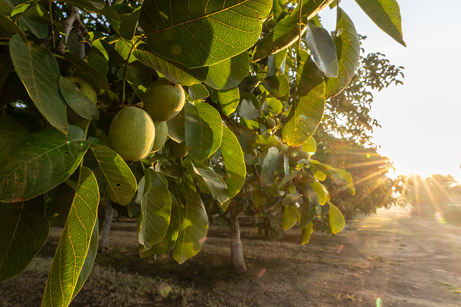 Branches of walnut tree at sunset.