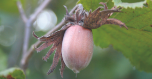 Close up image of a hazelnut growing on a tree
