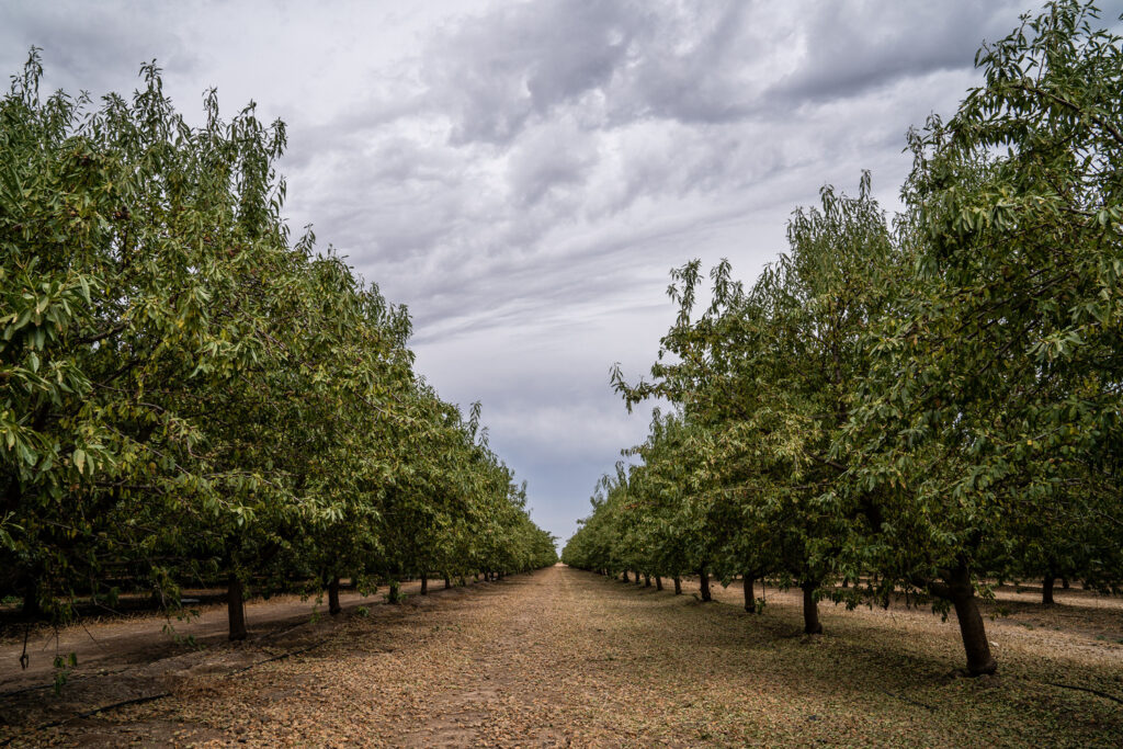 Almond orchard. Photo courtesy of Almond Board of California.