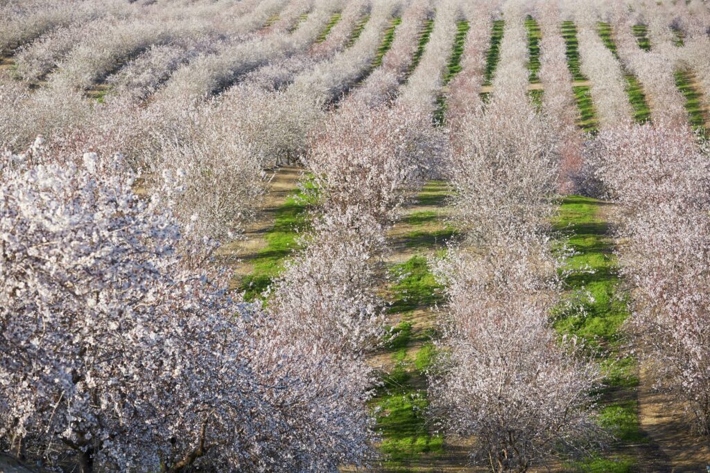 Almond trees in bloom. Photo courtesy of Almond Board of California.