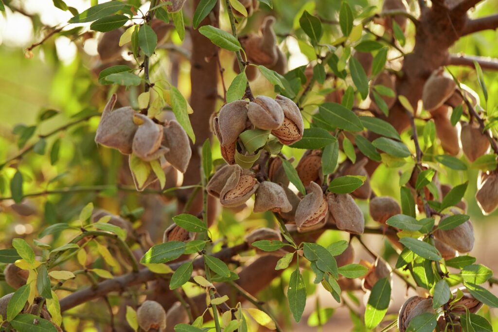 California almonds on the tree. Photo courtesy of Almond Board of California.