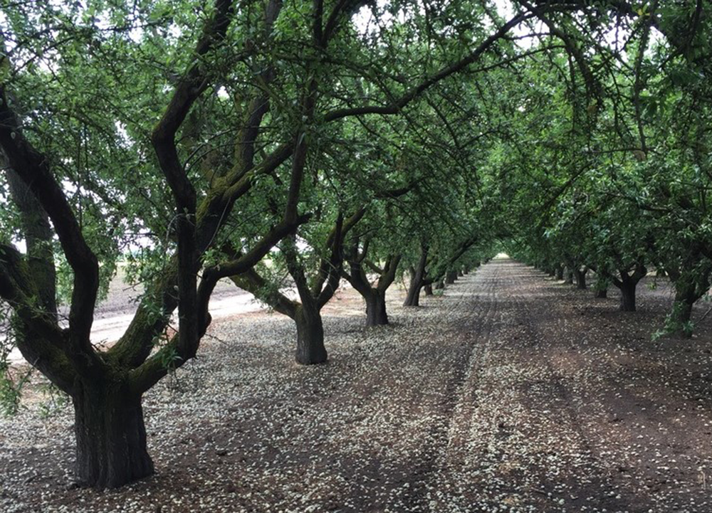 Almond tree orchard.