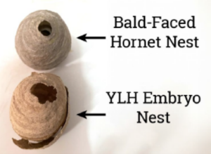 Bald-faced hornet and yellow-legged hornet embryo nests comparison. Photo credit: Georgia Department of Agriculture, agr.georgia.gov/yellow-legged-hornet.
