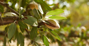 Image of almonds in a tree. Photo courtesy of Almond Board of California.