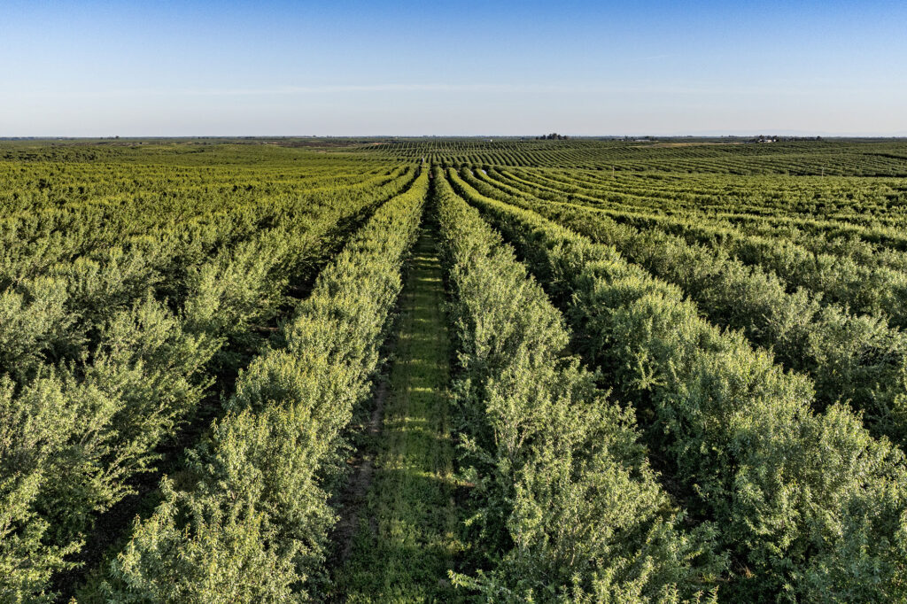 Aerial view of almond orchard on sunny day.