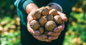 Hands holding a bunch of walnuts, freshly picked.