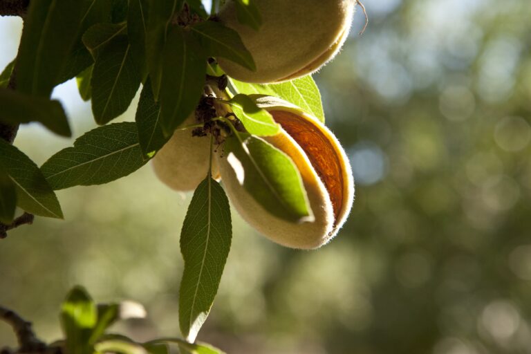 USDA reports 2024 California almond crop estimate at 2.80 billion