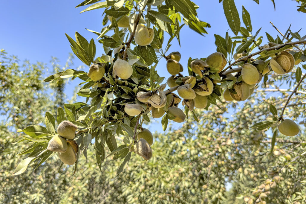 Nonpareil Hull Split in Eastern Stanislaus County/ Photo courtesy of Blue Diamond Growers.