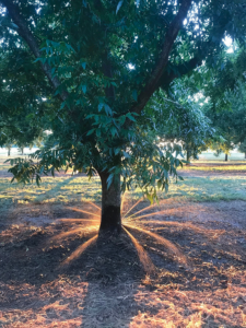 Pecans with a sprinkler.