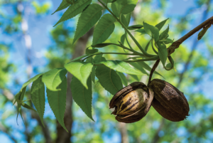 Pecans hanging from tree branch.