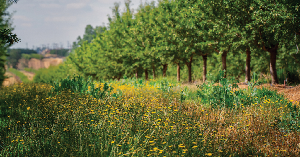 Regenerative, sustainable almond production. Photo courtesy of the Almond Board of California.