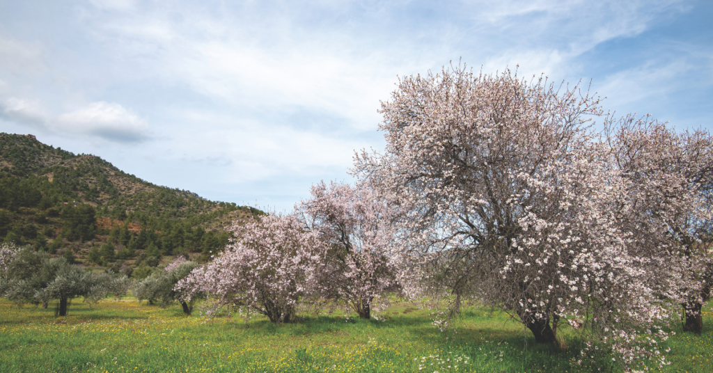 Almond orchard in bloom