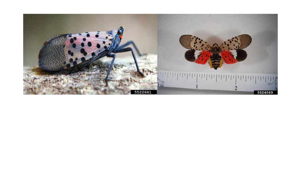 Spotted lanternflies. Photo by Lawrence Barringer, Pennsylvania Department of Agriculture, Bugwood.org.