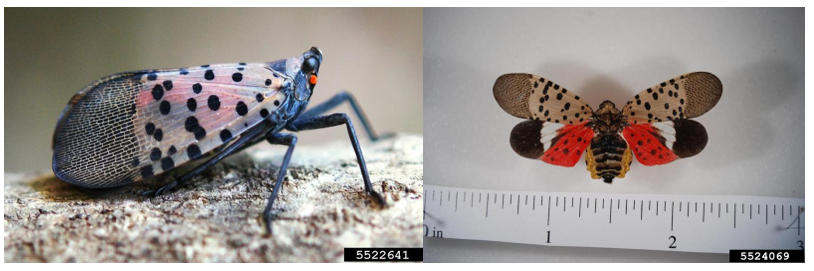 Spotted lanternflies. Photo by Lawrence Barringer, Pennsylvania Department of Agriculture, Bugwood.org.