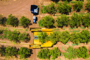Aerial view of almond tree harvest using a mechanical arm to shake ripe almonds off the tree.