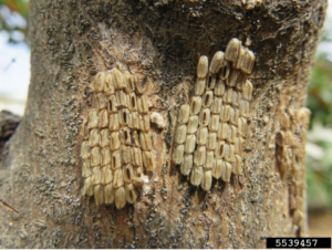 Spotted Lanternfly egg mass. Photo by Kenneth Law, USDA APHIS PPQ, Bugwood.org.