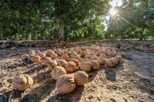 Dozens of walnuts on the ground with walnut trees and a sunny sky in the background.