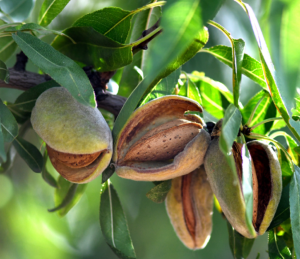 Close-up of almonds growing on a tree.