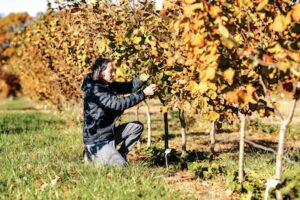 Man kneeling in an orchard and inspecting trees.