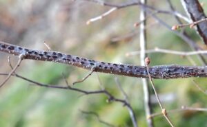 Hazelnut tree branch showing damage from the disease eastern filbert blight.