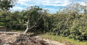 Trees uprooted by a hurricane.