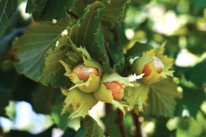 Hazelnut bunch growing on a tree.