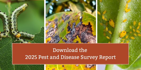 Assortment of tree nut pests and diseases.