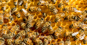 Honebees on a hive.