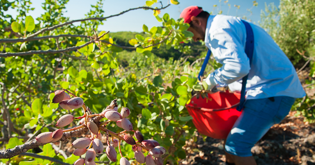Farmworker harvesting nuts in an orchard.