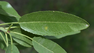 Green leaf showing early signs of red leaf blotch.