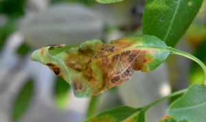 Leaf with severe signs of red leaf blotch.