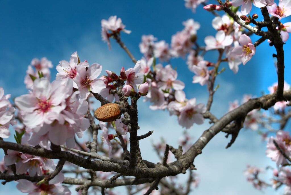 Almond nut on flowering tree.