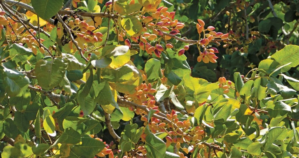 Pistachio or pistacia vera tree with fruit in the summer.