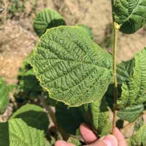 Close-up of hazelnut tree leaves showing signs of damage.
