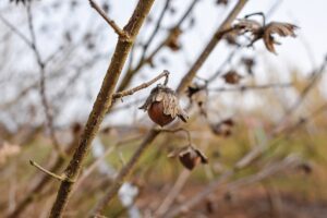 Close-up of hazelnuts on a tree showing signs of damage from 2,4-D drift.