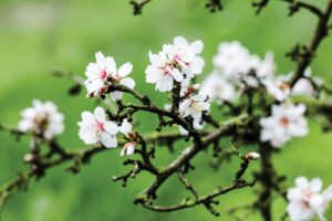 Close-up of the branch of an almond tree in bloom.