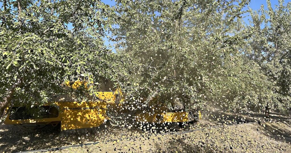 Farm equipment shaking almonds off of trees.