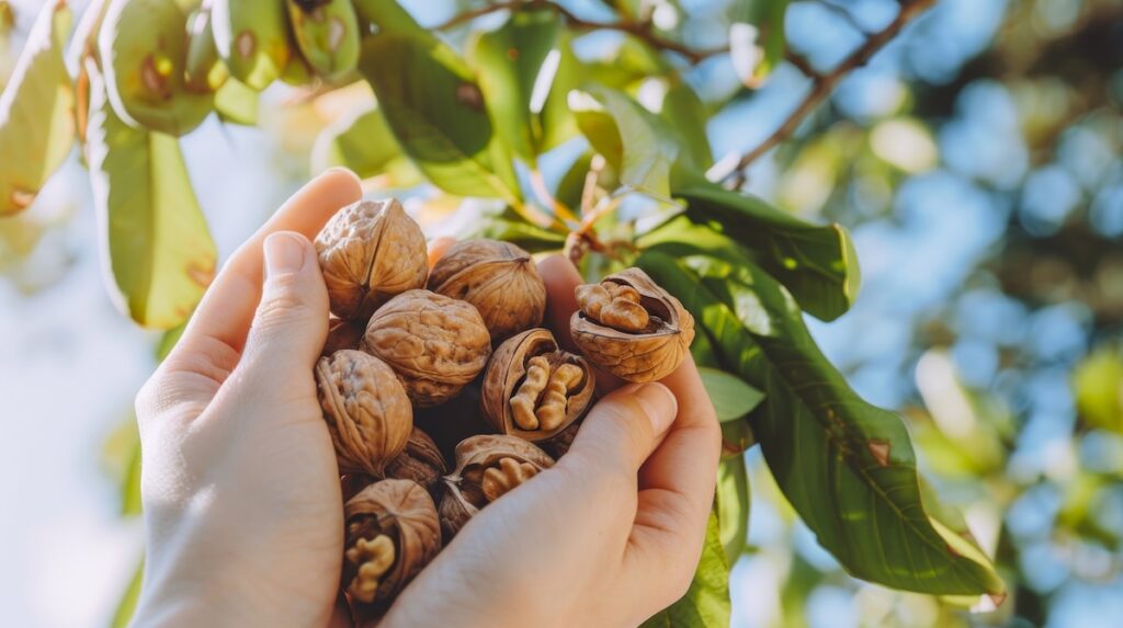 Woman's hands holding freshly picked walnuts under a bright sunny sky.