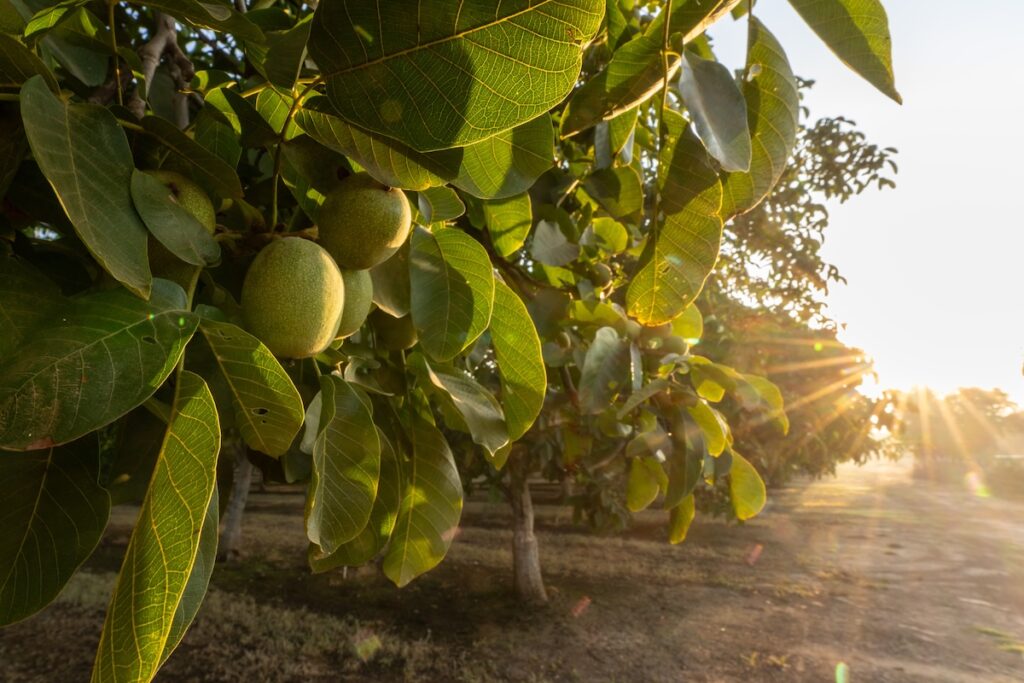 Walnut farm at sunset.