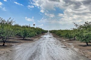 View of a field road with standing water inside an almond orchard.