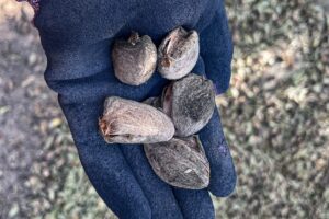 A person wearing a blue glove holding almonds.